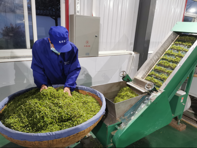 陜西廣電融媒體集團農(nóng)林衛(wèi)視助力陜西茶區(qū)“以茶興業(yè)，以茶富民”